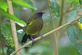 New Zealand Bellbirdborder=